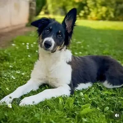 Molly – Border Collie, Brandenburg, Im Tierheim Lichtblick für Pfoten in Not e.V