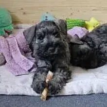 von Henne’s Clan cover