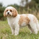 Photo of Cavachon