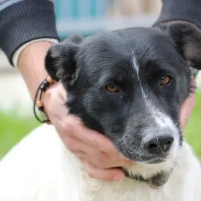 Fanka – Border Collie, Hessen, Im Tierheim Das kleine Tierheim angeschlossen an Pferd und Hund e.V.