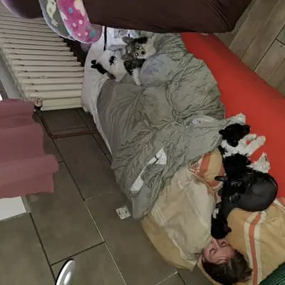 Galerie-Bild von Luch's Black Guardian  in Brandenburg, mit Eindrücken unserer Russischer Schwarzer Terrier-Zucht.