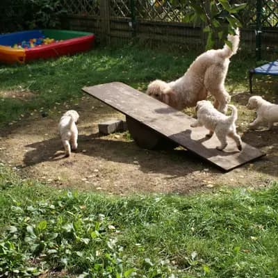 Bild aus von Quellental  in Schleswig-Holstein, wo unsere Großpudel (Königspudel)-Hunde in einer liebevollen Umgebung aufwachsen.