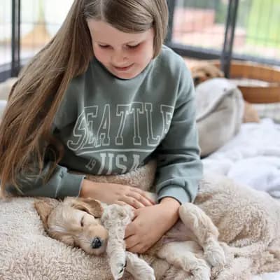 Bild aus Heart & Soul Doodles Australian Labradoodles in Nordrhein-Westfalen, wo unsere Australian Labradoodle-Hunde in einer liebevollen Umgebung aufwachsen.