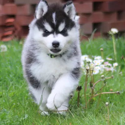 Galerie-Bild von Bright Little Bear  in Niedersachsen, mit Eindrücken unserer Siberian Husky-Zucht.