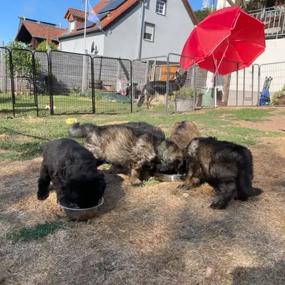 Bild aus Zuchtstätte Dt. Schäferhunde "of Wolfcubs" in Saarland, wo unsere Deutscher Schäferhund-Hunde in einer liebevollen Umgebung aufwachsen.