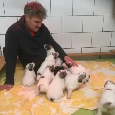 Galerie-Bild von Pyrenäenberghunde vom  Nienkamphof  in Nordrhein-Westfalen, mit Eindrücken unserer Pyrenäen-Berghund-Zucht.