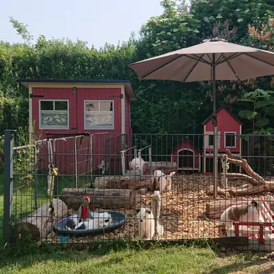 Galerie-Bild von Elo® von Werths Echte  in Bayern, mit Eindrücken unserer Elo-Zucht.