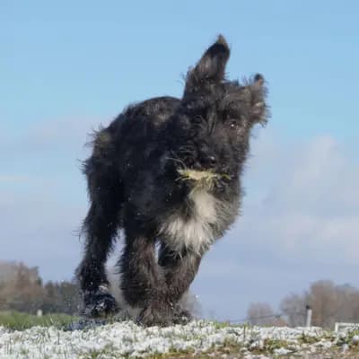 Galerie-Bild von Bouvier des Ardennes Zuchtstätte Hasenhirsch in Bayern, mit Eindrücken unserer Bouvier des Ardennes-Zucht.
