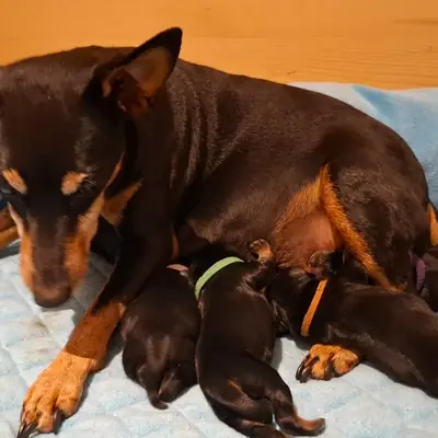 Litter photo: Kurt – Zwergpinscher Welpe, Bayern, Raised by Zwergpinscher vom Zwergbach
