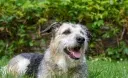 Irish Glen of Imaal Terrier