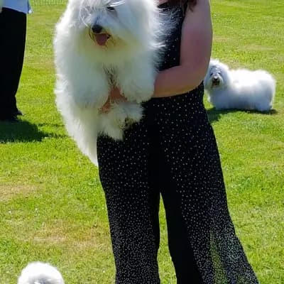 Galerie-Bild von Sweet little white Angel of Paradise  in Nordrhein-Westfalen, mit Eindrücken unserer Coton de Tulear-Zucht.
