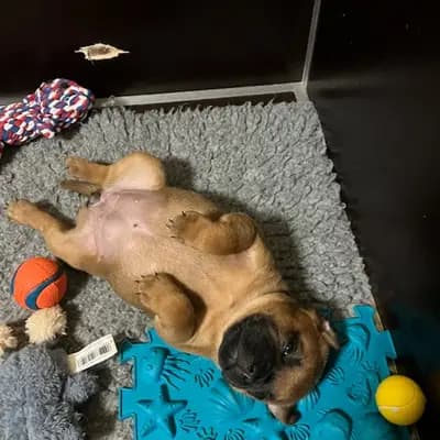 Galerie-Bild von MeinHeart Staff’s  in Sachsen, mit Eindrücken unserer Staffordshire Bull Terrier-Zucht.