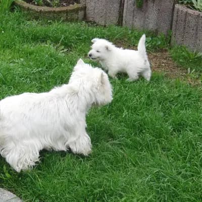 Bild aus Westie vom Elmbach in Sachsen, wo unsere West Highland White Terrier-Hunde in einer liebevollen Umgebung aufwachsen.