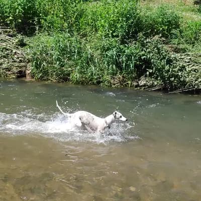 Bild aus Whippets of Poet‘s Corner  in Baden-Württemberg, wo unsere Whippet-Hunde in einer liebevollen Umgebung aufwachsen.
