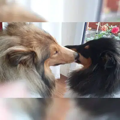 Challinn’s Angels cover