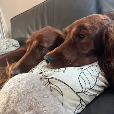 Galerie-Bild von of the maroon fellows in Bayern, mit Eindrücken unserer Irish Red Setter-Zucht.
