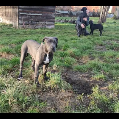 Galerie-Bild von Saupackerwelpen in Mecklenburg-Vorpommern, mit Eindrücken unserer Cane Corso Italiano-Zucht.