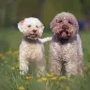 Lagotto Romagnolo