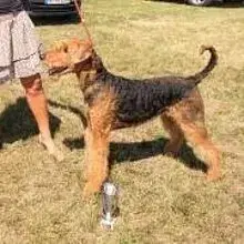 vom Elbsandstein cover