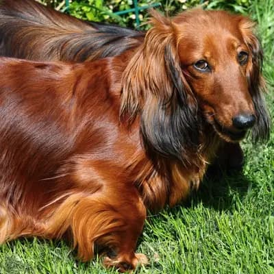 Bild aus Zucht - Camnika Art, Pilsen, CZ in Plzeňský kraj, wo unsere Dackel-Hunde in einer liebevollen Umgebung aufwachsen.