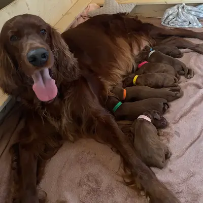 Galerie-Bild von of the maroon fellows in Bayern, mit Eindrücken unserer Irish Red Setter-Zucht.
