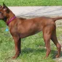 Thai Ridgeback