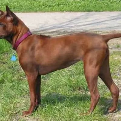 Thai Ridgeback – Hunderasse