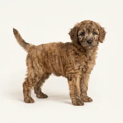 Toy Poodle Welpe in Çizgili (brindle)
