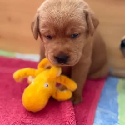 W - Labrador Retriever Welpe in North Rhine-Westphalia