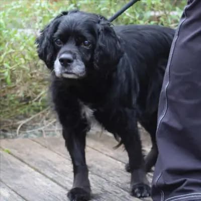 Foto von Bärli, einem geretteten Maremmen-Abruzzen-Schäferhund in Bayern.
