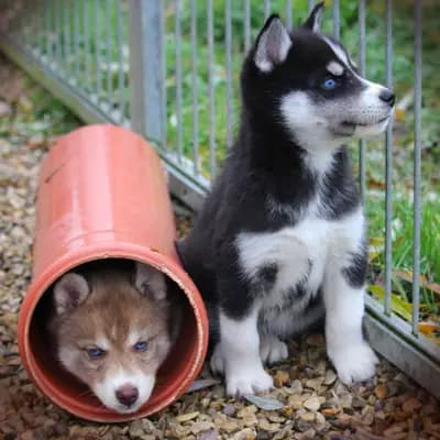 Galerie-Bild von Huskykennel of Snow Wolf Valley in Bayern, mit Eindrücken unserer Siberian Husky-Zucht.