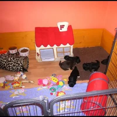 Bild aus Shih Tzu vom Eulenpark in Nordrhein-Westfalen, wo unsere Shih Tzu-Hunde in einer liebevollen Umgebung aufwachsen.