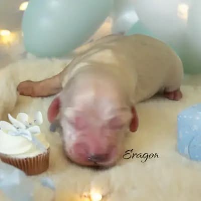 Eragon – English Cocker Spaniel Welpe, Brandenburg, Wychowany przez Hundezucht vd Schönefelder Höhe