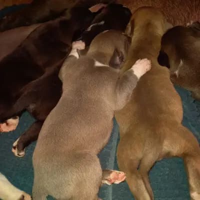 Galerie-Bild von Burnhardt's American XXL Bully in Saarland, mit Eindrücken unserer American Bully-Zucht.