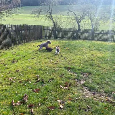 Bild aus Lagottis von der Glonn in Bayern, wo unsere Lagotto Romagnolo-Hunde in einer liebevollen Umgebung aufwachsen.