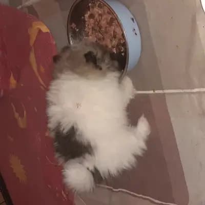Bild aus Pomeranian von  Dolce Picollini   in Schleswig-Holstein, wo unsere Zwergspitz-Hunde in einer liebevollen Umgebung aufwachsen.