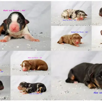 N Wurf – Australian Shepherd Welpe, Rheinland-Pfalz, Aufgezogen von Australian Shepherds vom Purzels-Hof