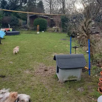 Bild aus Silke's Lebensträumchen in Schleswig-Holstein, wo unsere Pudel (Toy)-Hunde in einer liebevollen Umgebung aufwachsen.