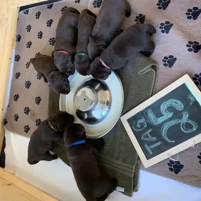 Bild aus Labrador vom Bärengraben in Baden-Württemberg, wo unsere Labrador Retriever-Hunde in einer liebevollen Umgebung aufwachsen.
