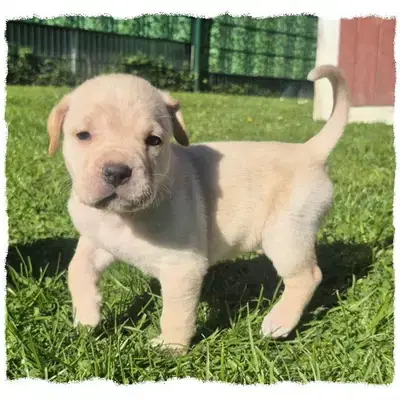 Romaner Antikdoggenwelpe Jasko sucht seinen Herzensmenschen! - Cane Corso Italiano Welpe in Nordrhein-Westfalen