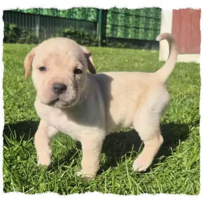 Romaner Antikdoggenwelpe Jasko sucht seinen Herzensmenschen! – Cane Corso Italiano Welpe, Nordrhein-Westfalen, Raised by Romaner Antikdoggenzucht "vom römischen Reich"