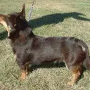 Lancashire Heeler