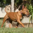 Miniature Bullterrier