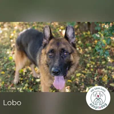 Lobo – Altdeutscher Schäferhund, Bayern, Im Tierheim Adoptadog e.V.