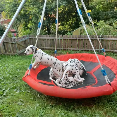 Bild aus Applecreek  in Bayern, wo unsere Dalmatiner-Hunde in einer liebevollen Umgebung aufwachsen.