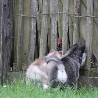 Galerie-Bild von Bright Little Bear  in Niedersachsen, mit Eindrücken unserer Siberian Husky-Zucht.