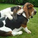 Basset Hound