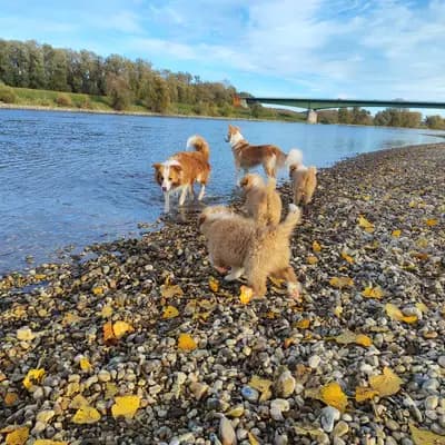 Bild aus Border Collie „von der großen Eiche” in Bayern, wo unsere Border Collie-Hunde in einer liebevollen Umgebung aufwachsen.