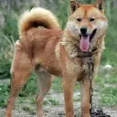 Jindo