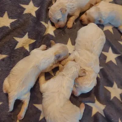 Galerie-Bild von Bichon Frise Zucht  "Dream Teddy's" in Brandenburg, mit Eindrücken unserer Bichon A poil frise-Zucht.